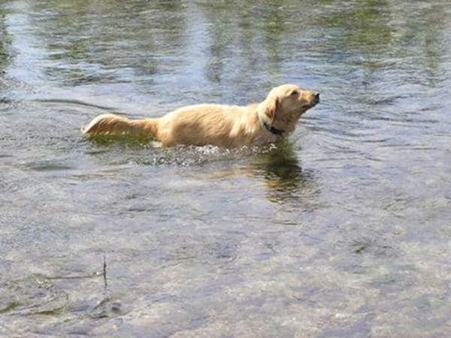 (-*♥*-) La municipalité refusait d’aider le pauvre chien du voisinage, ils ont donc décidé de franchir la clôture eux-mêmes…