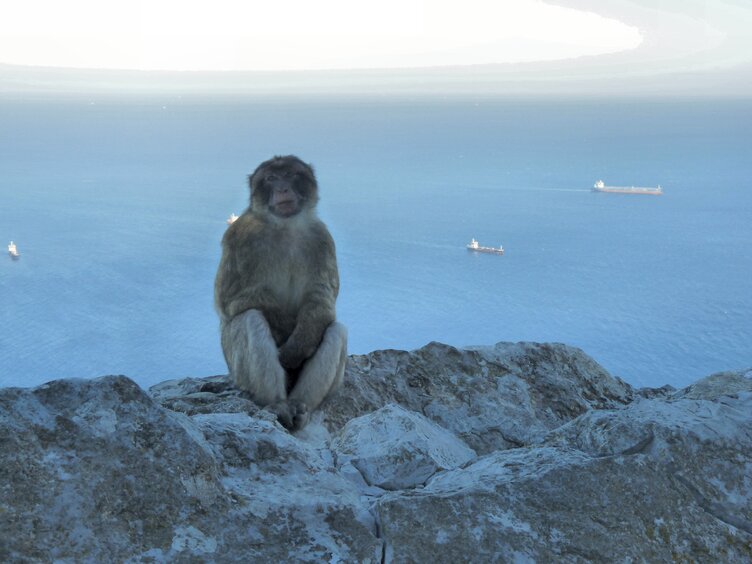 Les macaques sur le rocher