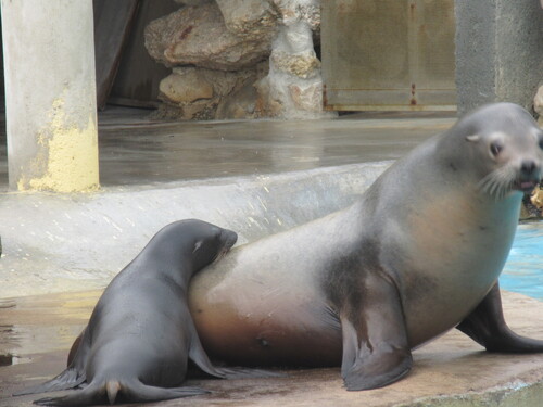 Marineland