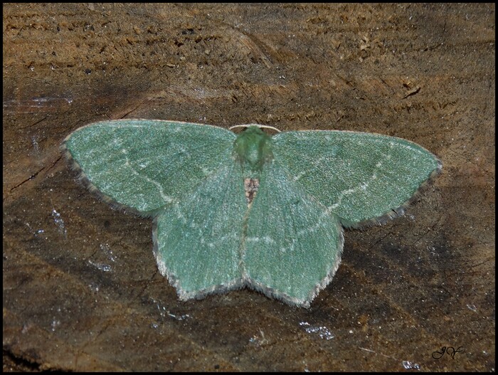 Hemithea aestivaria.