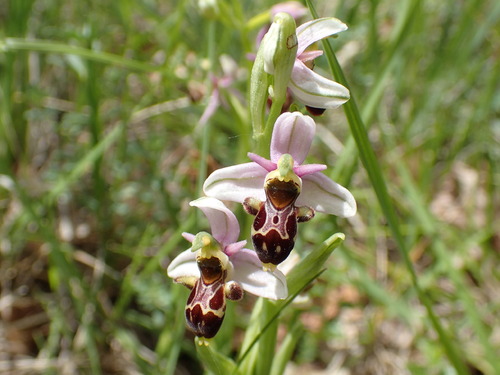 Ophrys scolopax