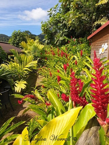 La Martinique : Jardin de Balata