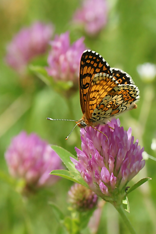 Papillons