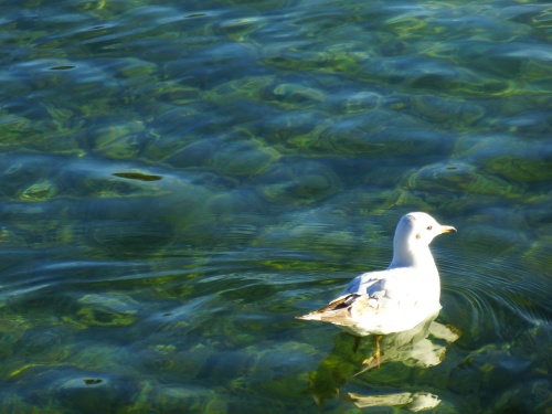       ANNECY,  LA VENISE DES ALPES