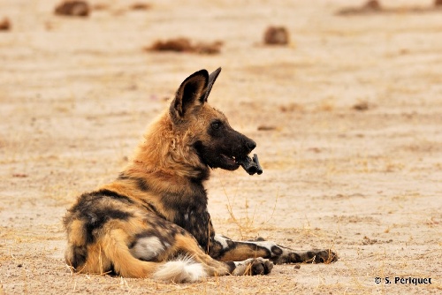 Hwange National Park