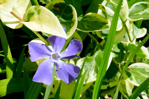 Belles pervenches bleues