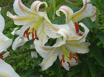 Lys ...