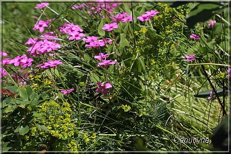  Mariages jolis au jardin