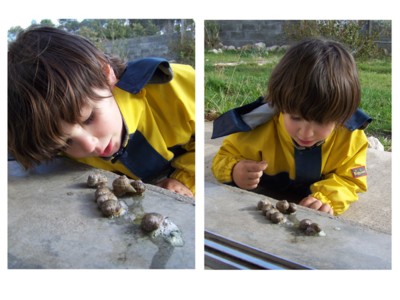 Blog de chipiron :Un chipiron dans les Landes, les escargots