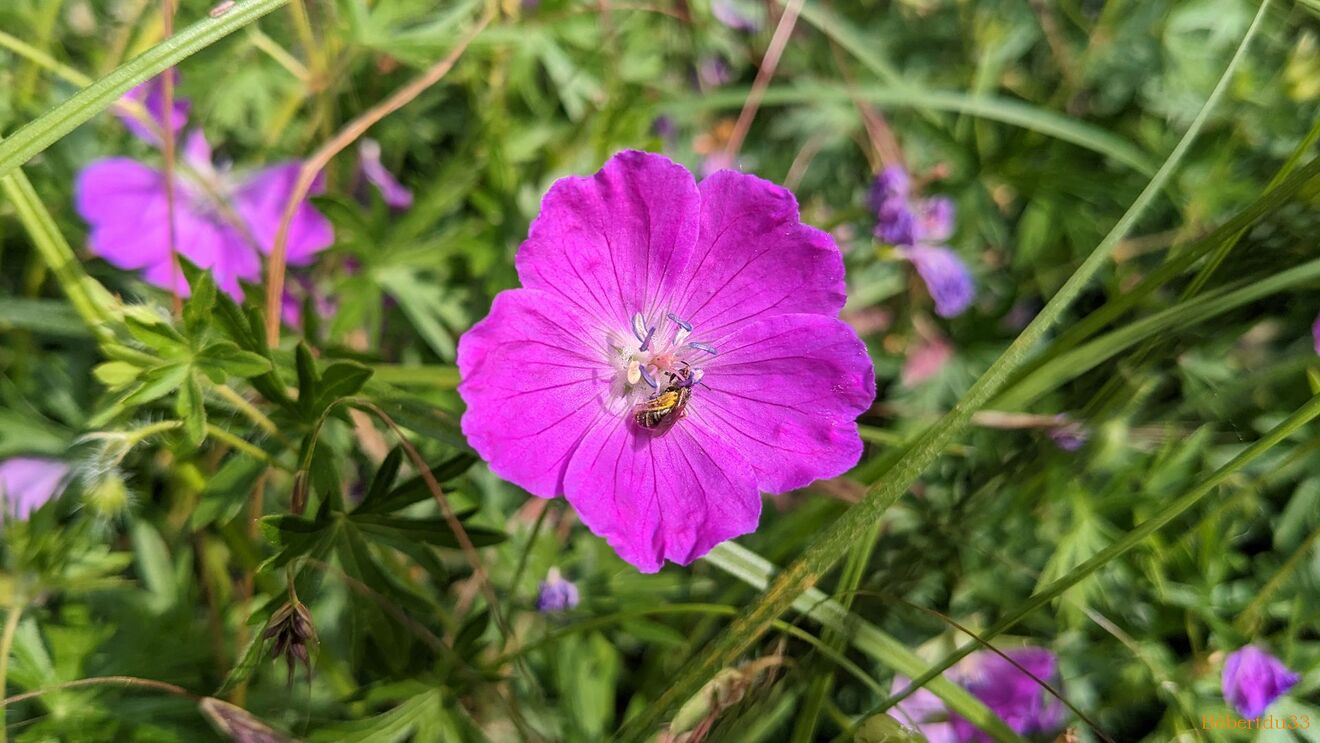 Nos fleurs du jardin 