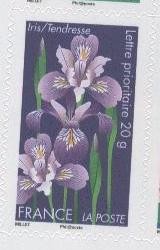 Iris-copie-1.JPG