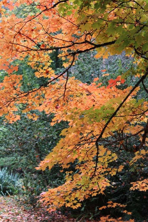 L'arboretum des barres