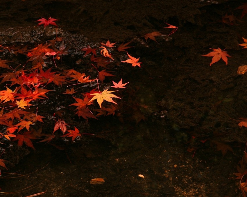 5 images d'automne