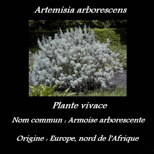 Artemisia arborescens 