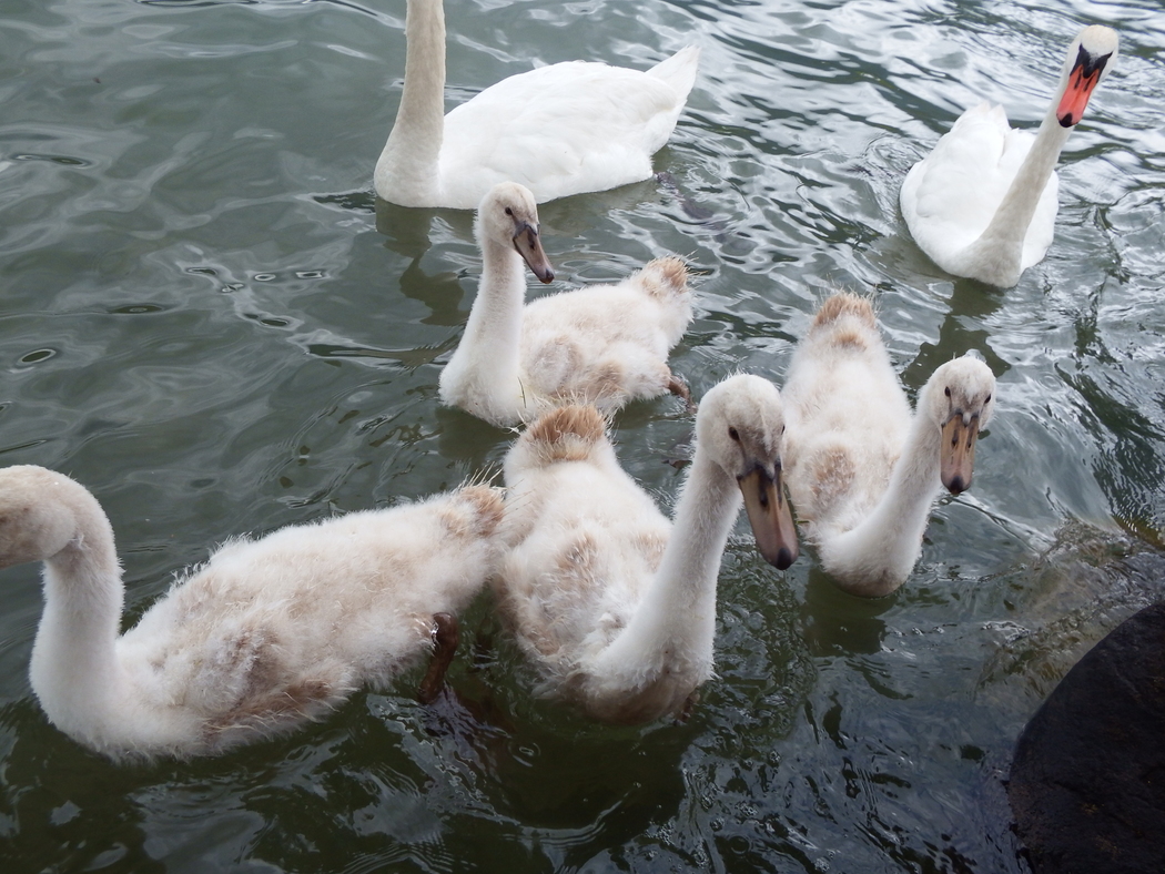 Mr et Mme Cygne et leur petite famille