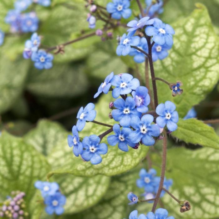 Des fleurs qui feront de votre jardin un paradis bleu