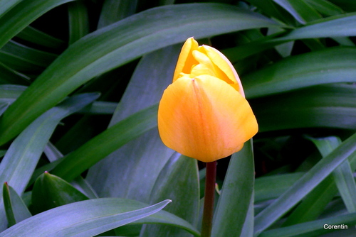 Voila mes tulipes jaunes