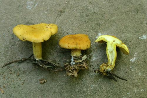 Rugosomyces chrysenteron