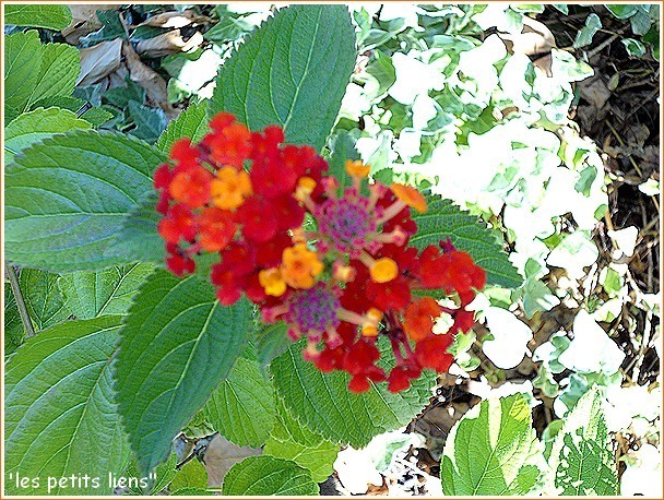 lantana3.jpg