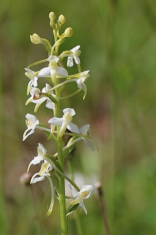 Platanthera bifolia, Orchis à deux feuilles