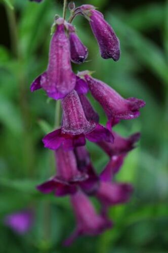 Un jour, une couleur : la vie en mauve et en violet