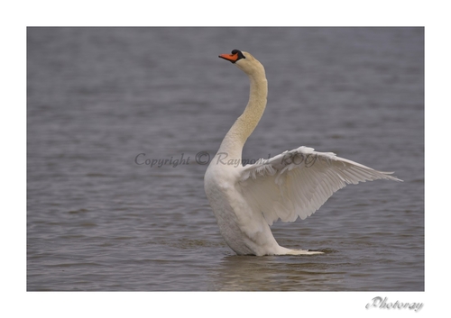 Cygne tuberculé