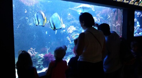 Sortie à l'aquarium