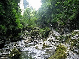 800px-Gorges de Kakoueta- arbres, mousse, torrent