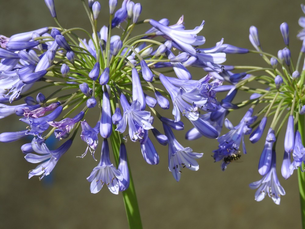 Les fleurs de mon jardin : les agapanthes...