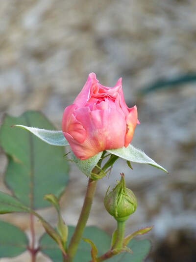 Une rose est née