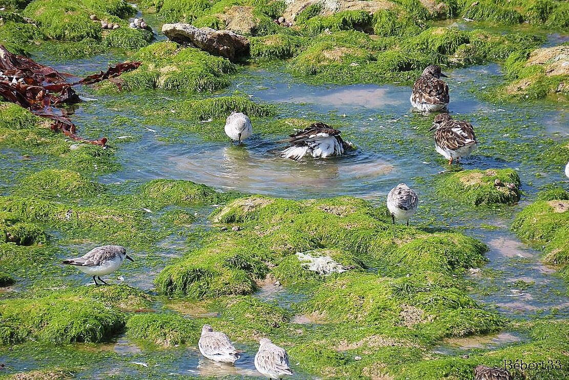 des oiseaux si beaux