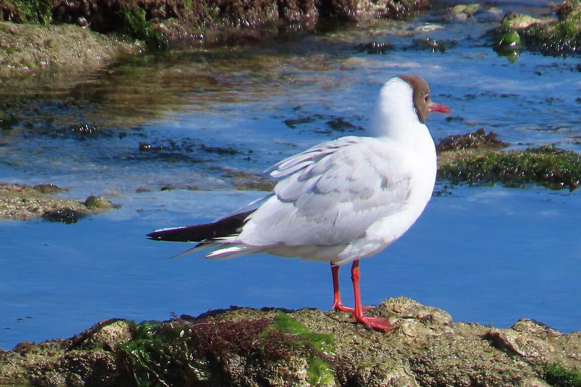 des oiseaux à Piriac