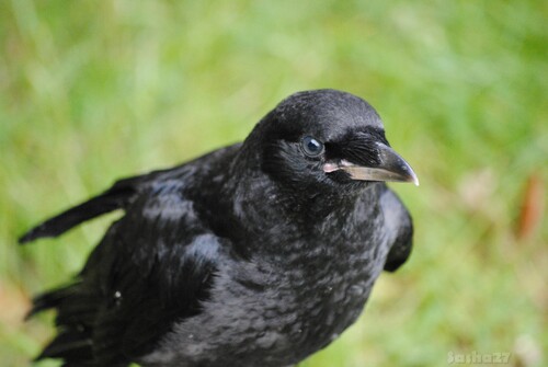 (2) Le corbeau freux. 