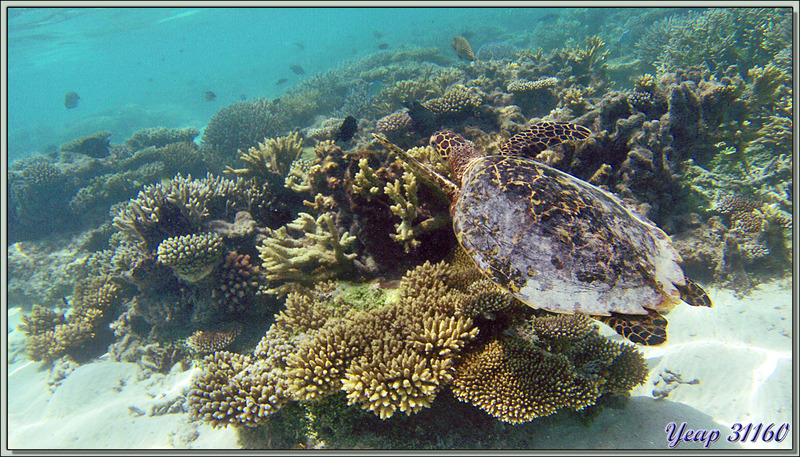 Tortue imbriquée ou à écailles ou caret (Eretmochelys imbricata) - Athuruga - Atoll d'Ari - Maldives