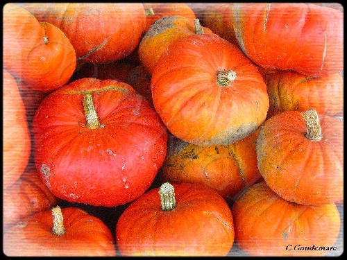 Citrouilles