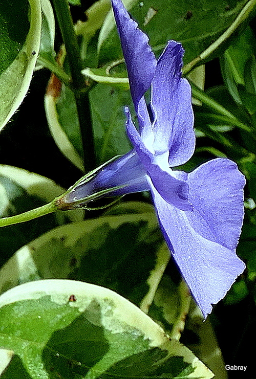 Pervenche : fleurs bleues 