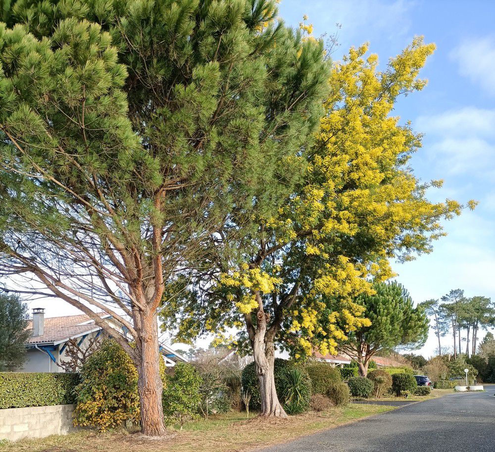 Mimosa en fleurs - février 2022...