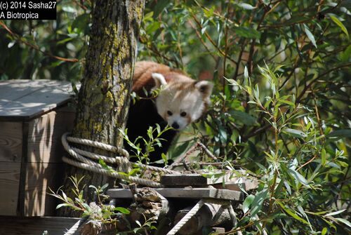 Panda Roux 'femelle'