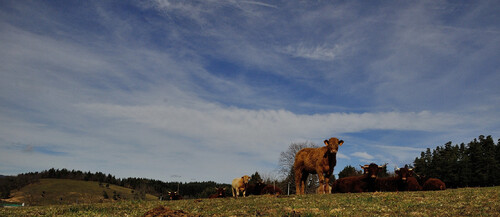 POT de VACHE