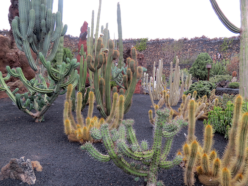 Lanzarote : Jardin des cactus