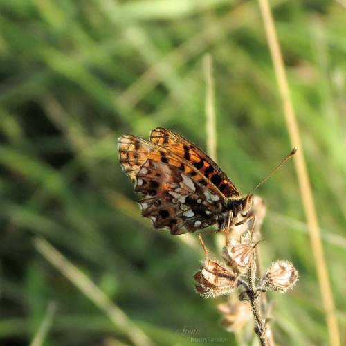 Petit papillon