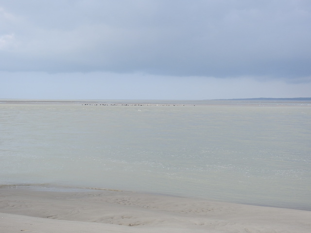 Phoques de la baie de Somme