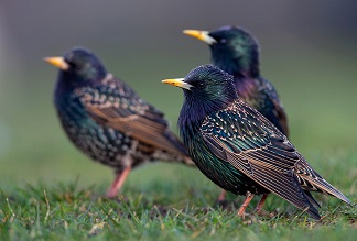 Le chemin des oiseaux ...