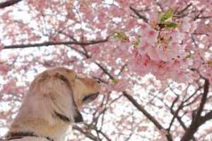 mode fashion dogs cherry blossoms