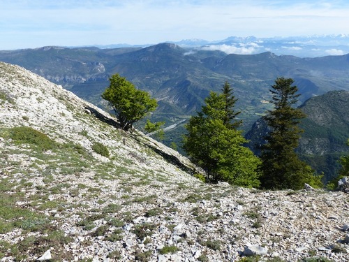 Le Contras (montagne de Lure)