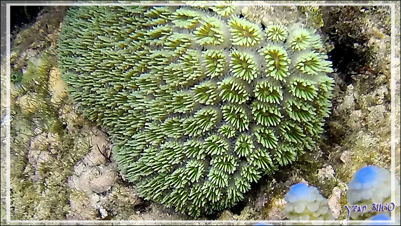 Corail cristal ou Corail piquant, Crystal coral or Prickly coral or Grass coral (Galaxea fascicularis) - Snorkeling à Thudufushi - Atoll d'Ari - Maldives