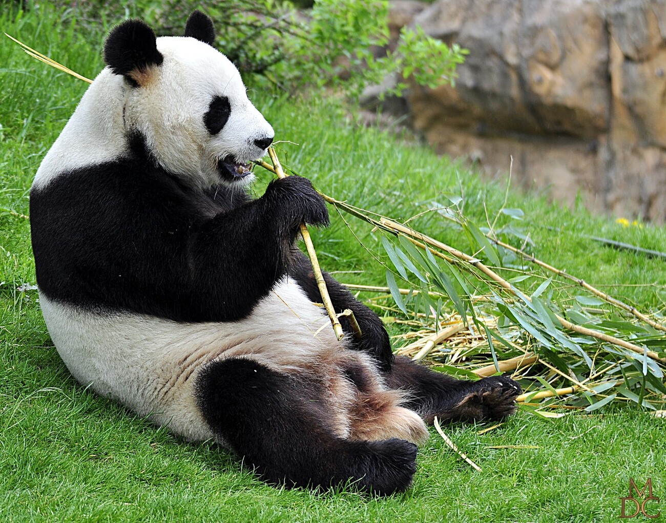 Panda géant ou Grand Panda