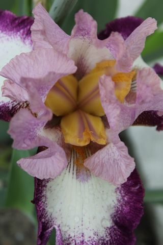 Iris plicata dans les tons rose, blanc et violet: " Change of Pace "