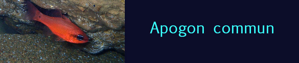 apogon