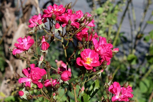 Dernières roses